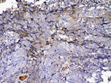 Anti-IGFBP2 Antibody Picoband® Boster Bio