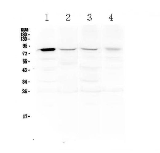 Anti-DNA Polymerase iota/POLI Antibody Picoband® Boster Bio