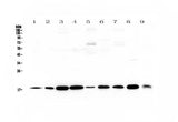 Anti-LIF Antibody Picoband® Boster Bio