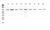 Anti-RALBP1 Antibody Picoband® Boster Bio