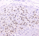 Anti-strogen Related Receptor gamma/ESRRG Antibody Picoband® Boster Bio