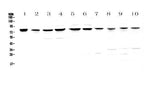 Anti-PARN Antibody Picoband® Boster Bio