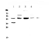 Anti-CD200/OX2 Antibody Picoband® Boster Bio