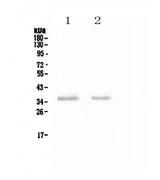 Anti-NCR1 Antibody Picoband® Boster Bio