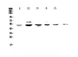 Anti-NFIB/NF1B2 Antibody Picoband® Boster Bio