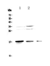 Anti-MAP1LC3A Antibody Picoband® Boster Bio