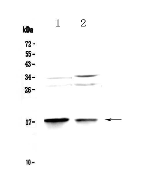 Anti-MAP1LC3A Antibody Picoband® Boster Bio