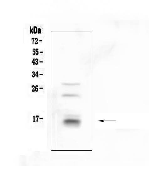 Anti-CDA Antibody Picoband® Boster Bio