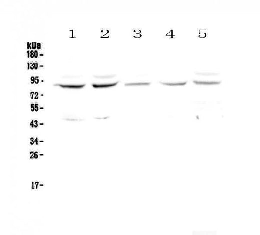 Anti-Cullin 4a/CUL4A Antibody Picoband® Boster Bio