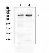 Anti-IQGAP1 Antibody Picoband® Boster Bio