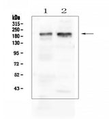 Anti-IQGAP1 Antibody Picoband® Boster Bio