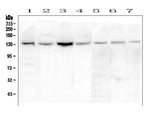 Anti-eNOS/NOS3 Antibody Picoband® Boster Bio