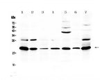 Anti-Macrophage Inflammatory Protein 3 beta/Ccl19 Antibody Picoband® Boster Bio