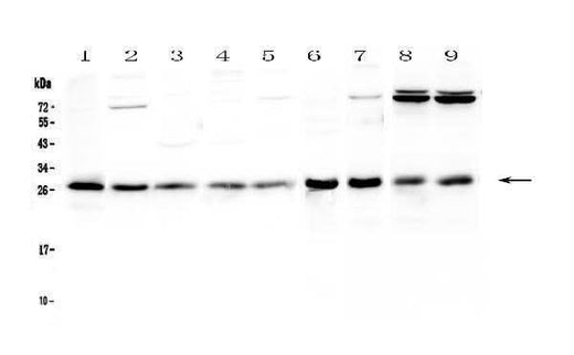 Anti-RAB27A Antibody Picoband® Boster Bio