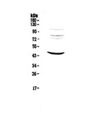 Anti-MVD Antibody Picoband® Boster Bio