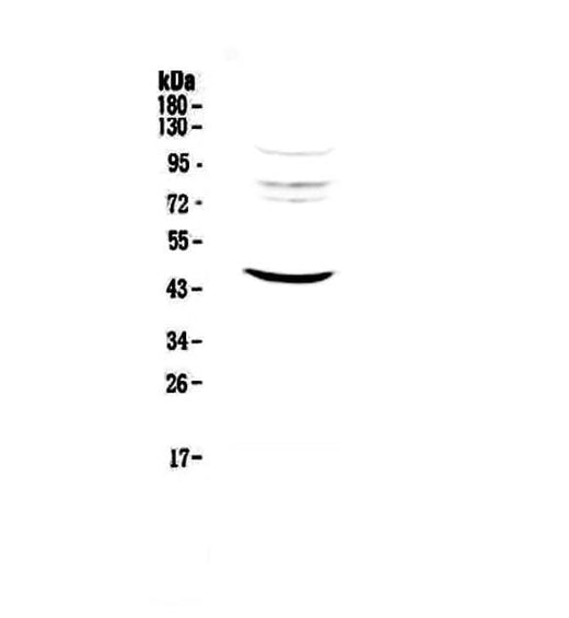 Anti-MVD Antibody Picoband® Boster Bio