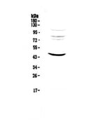 Anti-MVD Antibody Picoband® Boster Bio