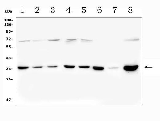 Anti-PITX2/RGS Antibody Picoband® Boster Bio