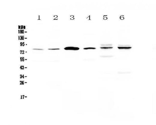 Anti-CEP68 Antibody Picoband® Boster Bio