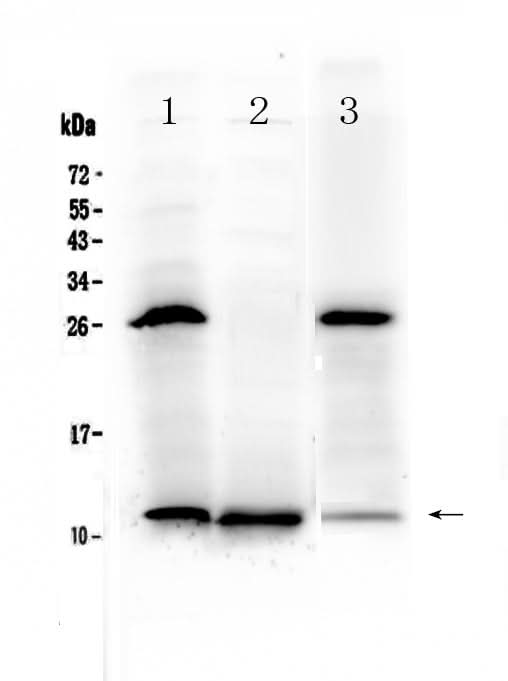 Anti-TFF3 Antibody Picoband® Boster Bio
