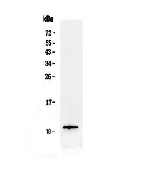 Anti-TFF3 Antibody Picoband® Boster Bio