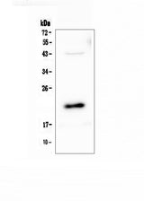 Anti-AES Antibody Picoband® Boster Bio