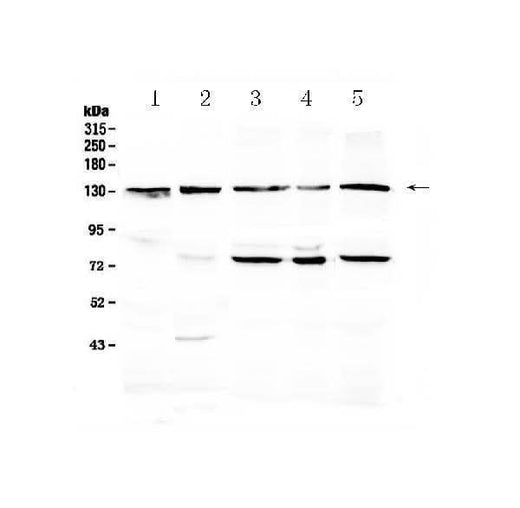 Anti-PROM1 Antibody Picoband® Boster Bio