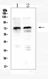 Anti-MID1 Antibody Picoband® Boster Bio