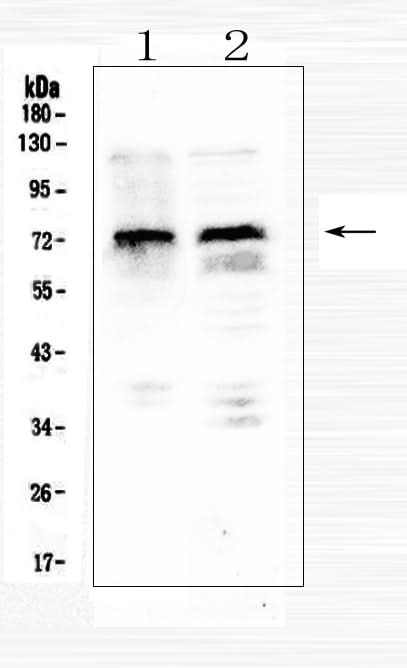 Anti-MID1 Antibody Picoband® Boster Bio