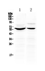 Anti-KPNA2 Antibody Picoband® Boster Bio