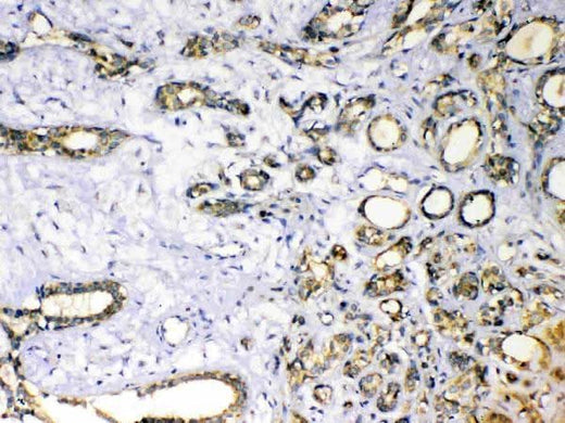 Anti-Superoxide Dismutase 3/SOD3 Antibody Picoband® Boster Bio