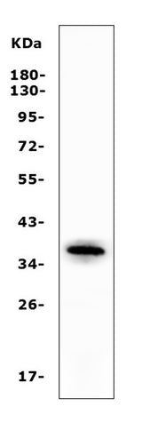 Anti-Apolipoprotein L1/APOL1 Antibody Picoband® Boster Bio