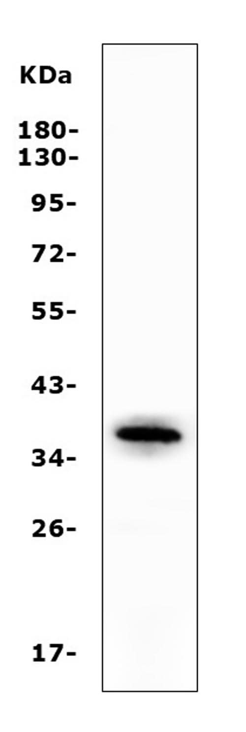 Anti-Apolipoprotein L1/APOL1 Antibody Picoband® Boster Bio