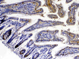 Anti-Xanthine Oxidase/XDH Antibody Picoband® Boster Bio