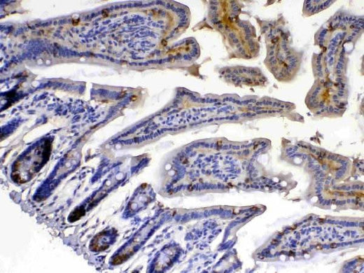Anti-Xanthine Oxidase/XDH Antibody Picoband® Boster Bio