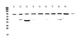 Anti-Cullin 5/CUL5 Antibody Picoband® Boster Bio