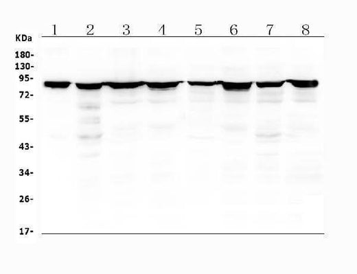 Anti-Radixin/RDX Antibody Picoband® Boster Bio