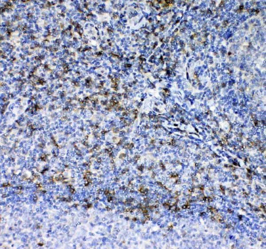 Anti-CD7 Antibody Picoband® Boster Bio