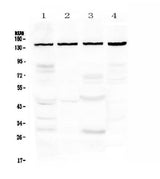 Anti-TRPC4 Antibody Picoband® Boster Bio