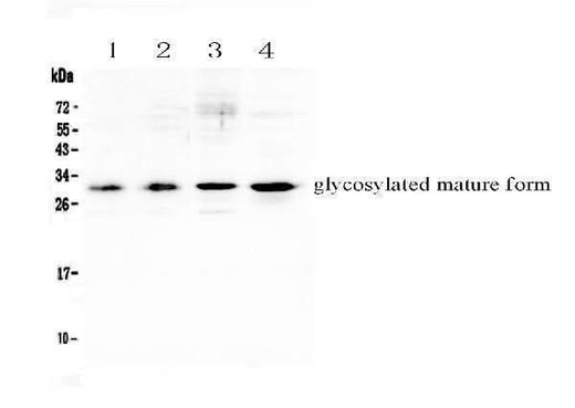 Anti-IL17F Antibody Picoband® Boster Bio