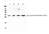 Anti-IL17F Antibody Picoband® Boster Bio