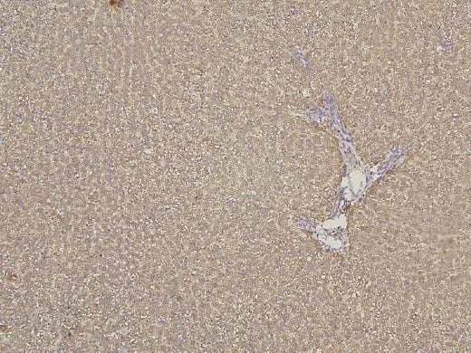 Anti-Cytochrome p450 2C19/CYP2C19 Antibody Picoband® Boster Bio