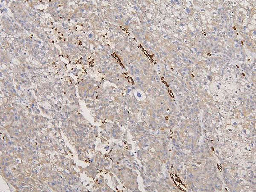 Anti-Glycophorin A/GYPA Antibody Picoband® Boster Bio