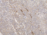 Anti-Glycophorin A/GYPA Antibody Picoband® Boster Bio
