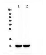 Anti-Uteroglobin/Scgb1a1 Antibody Picoband® Boster Bio