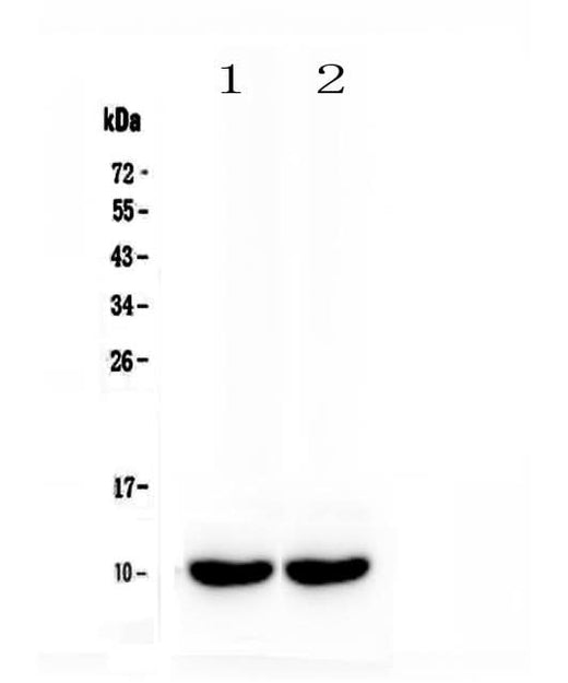 Anti-Uteroglobin/Scgb1a1 Antibody Picoband® Boster Bio