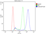 Anti-beta glucuronidase/GUSB Antibody Picoband® Boster Bio