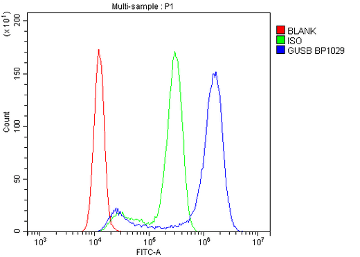 Anti-beta glucuronidase/GUSB Antibody Picoband® Boster Bio