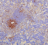 Anti-CD8 alpha/Cd8a Antibody Picoband® Boster Bio