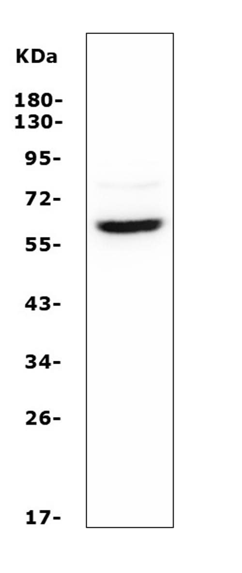 Anti-ASIC1 Antibody Picoband® Boster Bio